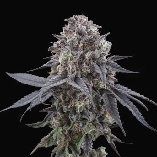Mangozteen Seed > Perfect Tree Seeds | Feminized Cannabis   |  Hybrid